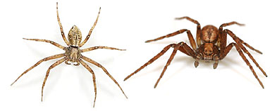 Philodromidae spider photos
