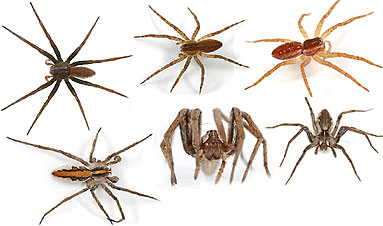 Pisauridae spider photos