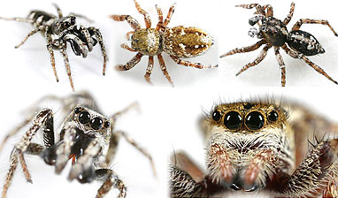 Family Salticidae