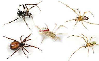 Theridiidae spider photos