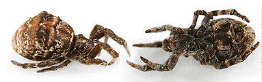 Uloboridae spider photos