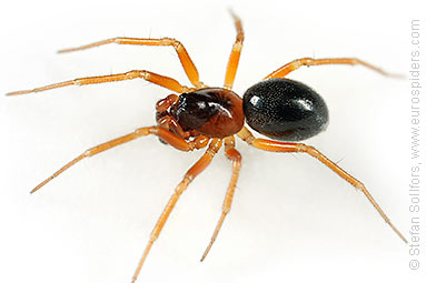 Orange-legged spider Gongylidium rufipes