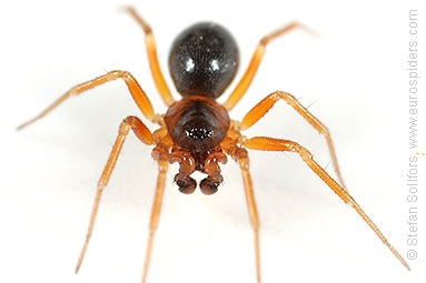 Orange-legged spider Gongylidium rufipes