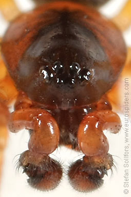 Orange-legged spider Gongylidium rufipes