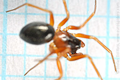 Orange-legged spider Gongylidium rufipes