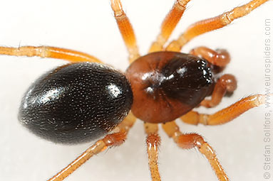 Orange-legged spider Gongylidium rufipes