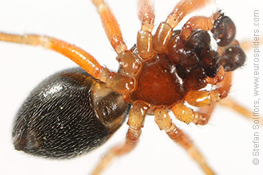 Orange-legged spider Gongylidium rufipes