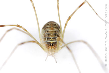 Harvestmen Opilione sp