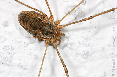 Harvestmen Opilione sp