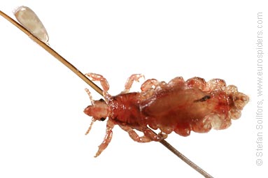 Head louse Pediculus humanus capitis