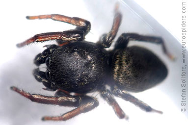 - Heliophanus cupreus