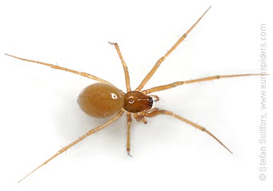 Broad-tongued spiderlet Helophora insignis