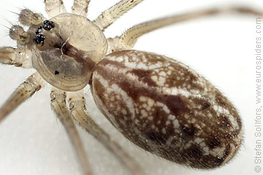 Marbled cellar spider Holocnemus pluchei