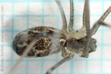 Marbled cellar spider Holocnemus pluchei
