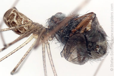 Marbled cellar spider Holocnemus pluchei