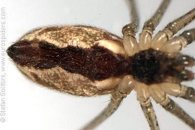 Marbled cellar spider Holocnemus pluchei