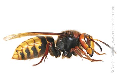 hornet_vespa_crabro_7898.jpg