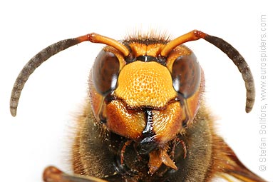 hornet_vespa_crabro_8652.jpg