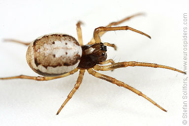 White-naped pyjama-spider Hypsosinga albovittata