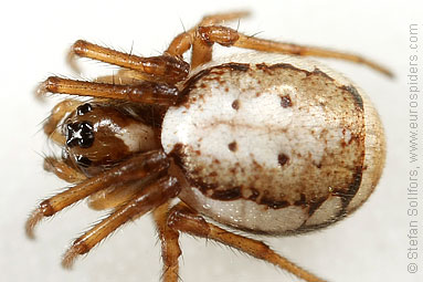 White-naped pyjama-spider Hypsosinga albovittata
