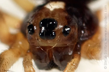 White-naped pyjama-spider Hypsosinga albovittata