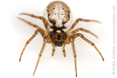 White-naped pyjama-spider Hypsosinga albovittata