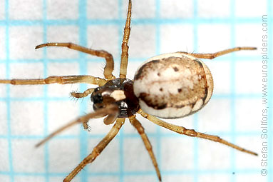 White-naped pyjama-spider Hypsosinga albovittata