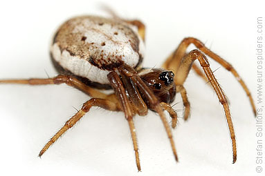 White-naped pyjama-spider Hypsosinga albovittata