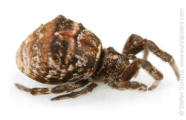 Triangle spider Hyptiotes paradoxus