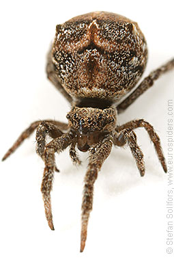 Triangle spider Hyptiotes paradoxus