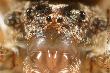 Triangle spider Hyptiotes paradoxus