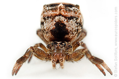 Triangle spider Hyptiotes paradoxus