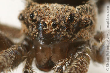 Triangle spider Hyptiotes paradoxus