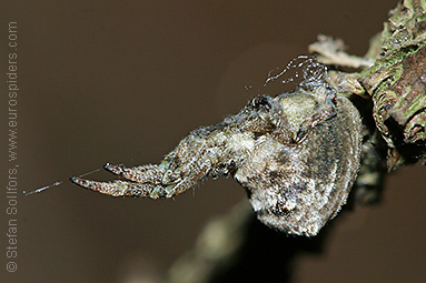 Triangle spider Hyptiotes paradoxus