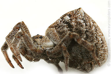 Triangle spider Hyptiotes paradoxus