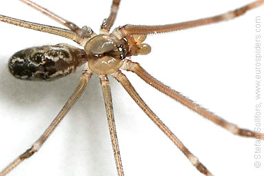 Marbled cellar spider Holocnemus pluchei