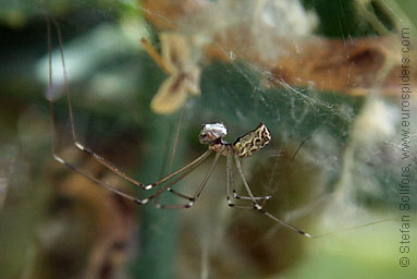 Marbled cellar spider Holocnemus pluchei