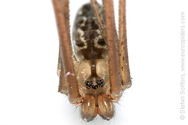 Marbled cellar spider Holocnemus pluchei