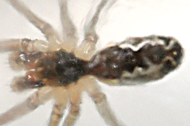 Marbled cellar spider Holocnemus pluchei