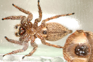 Pantropical jumper Plexippus paykulli