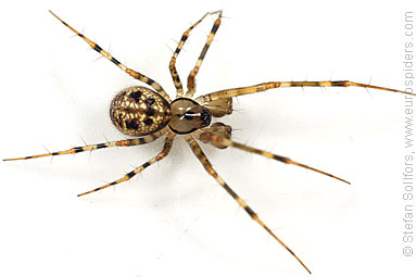 Shadow hammock-spider Labulla thoracica
