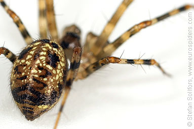 Shadow hammock-spider Labulla thoracica