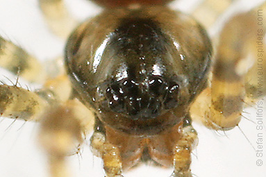 Shadow hammock-spider Labulla thoracica