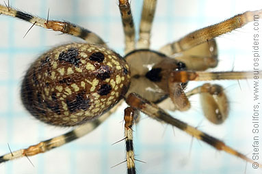 Shadow hammock-spider Labulla thoracica