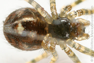 Shadow hammock-spider Labulla thoracica