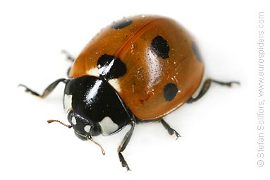 Seven Spotted Ladybug - Coccinella septempunctata