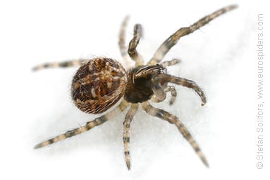 Furrow Orb-weaver Larinioides cornutus