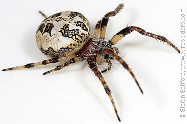 Furrow Orb-weaver Larinioides cornutus