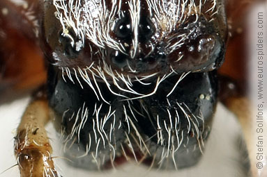 Furrow Orb-weaver Larinioides cornutus