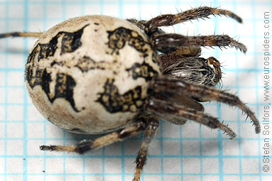 Furrow Orb-weaver Larinioides cornutus